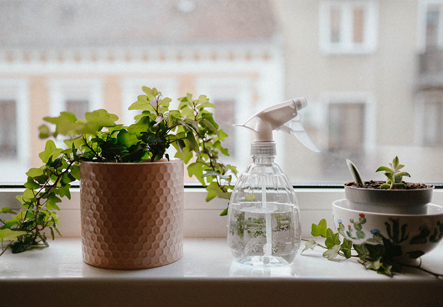 Spray bottle in between plants